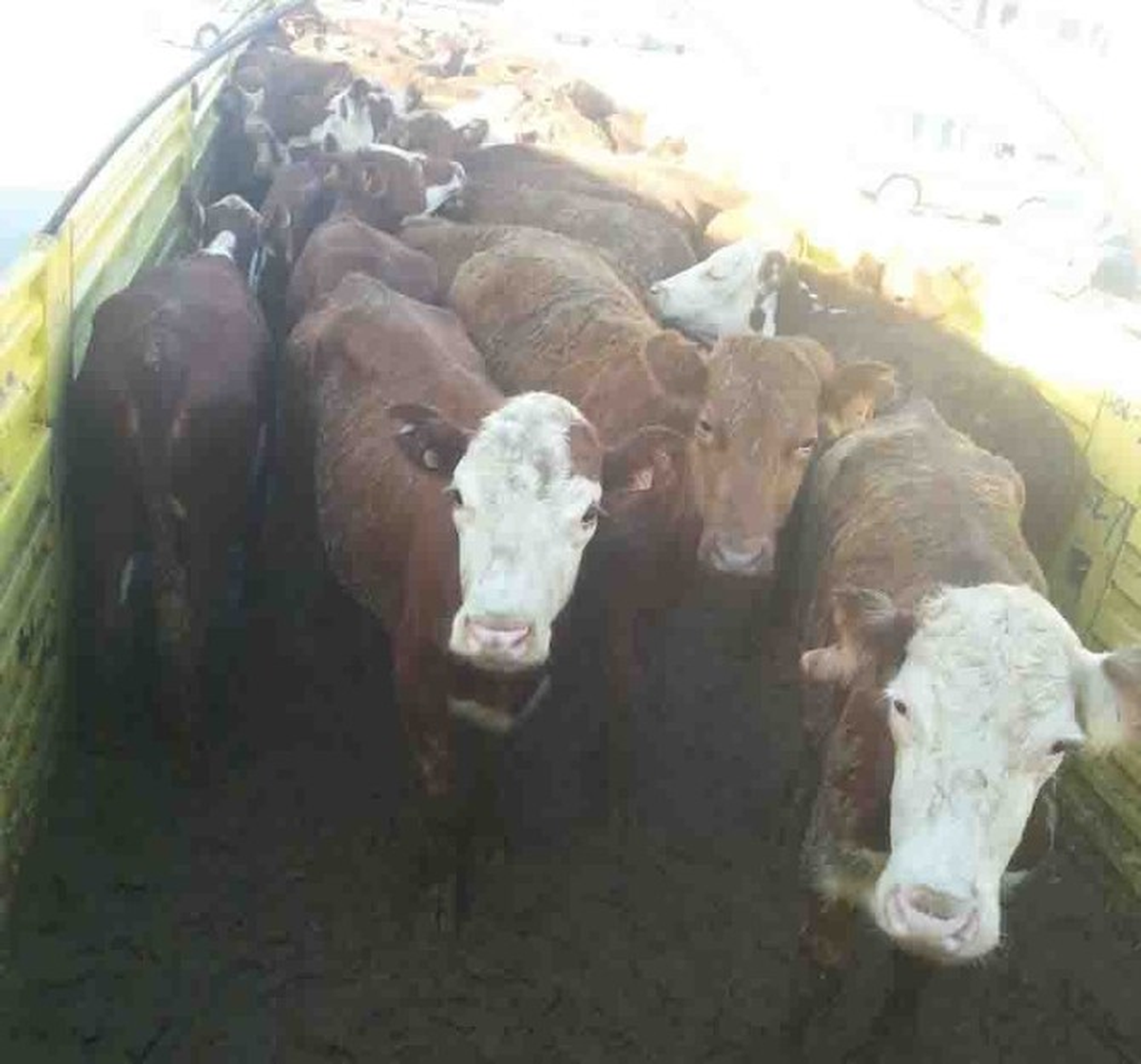 Kulp\'ta Genç Çiftçilere Hayvanları Dağıtıldı