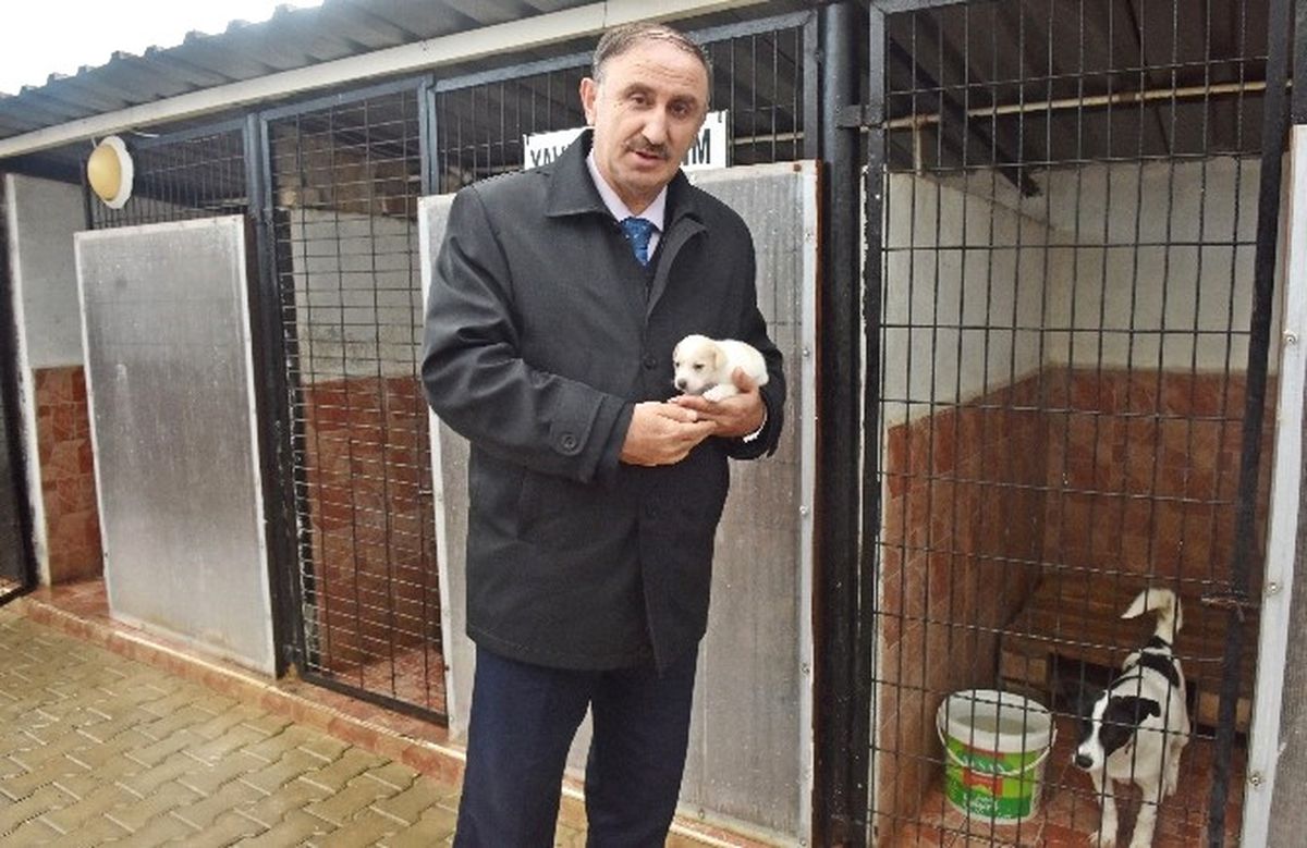 Sokak Hayvanlarına Sıcak Yuva
