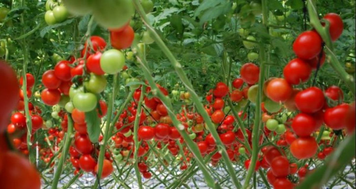 Tarımsal Üretim Hızla Seraya Kayıyor