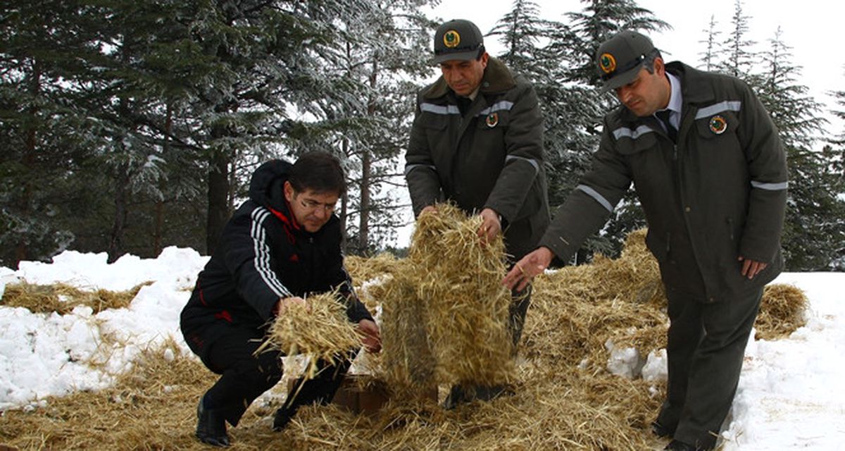 Aksaray\'da Yaban Hayvanları Unutulmadı