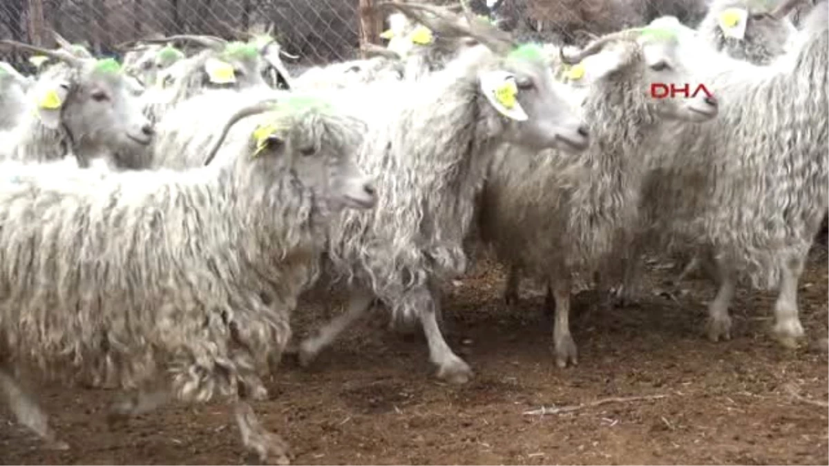 Ankara, Keçisine Sahip Çıkıyor