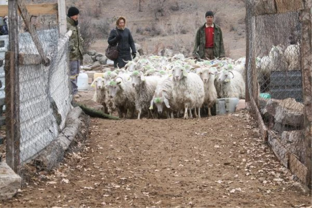 Ankara, Keçisine Sahip Çıkıyor