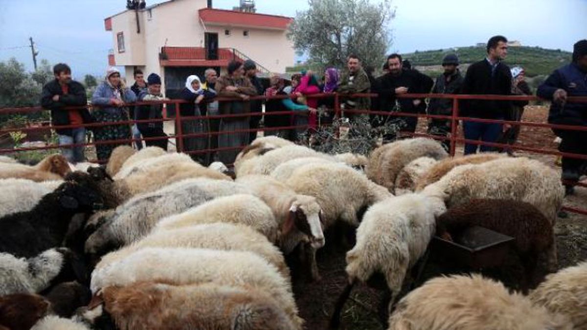 Bomba Şüphesiyle Durdurulan Minibüsten Çalıntı Koyun Çıktı