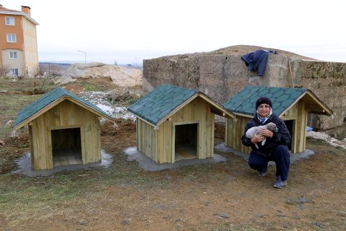 Kırklareli\'de Sokaktaki Köpeklere Kulübe