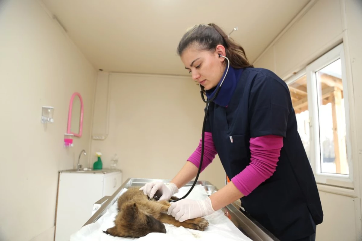 Sapanca\'da Sokak Hayvanları İçin Veteriner Hekim İşbaşında