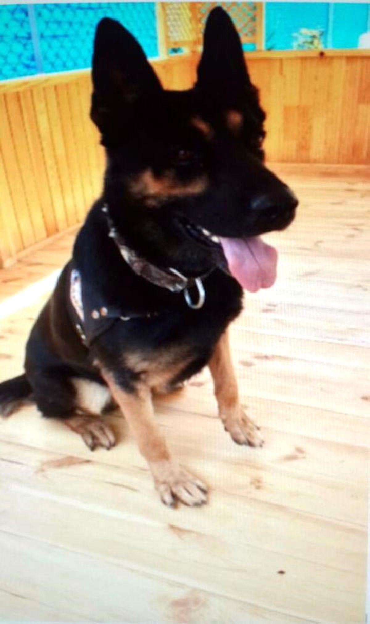 Özel Eğitimli Köpek \'Efes\' ile Uyuşturucu Tacirlerine Darbe Vuruldu