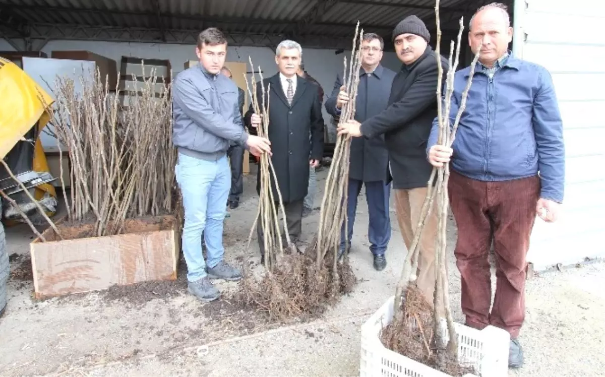 Üreticilere Bursa Siyahı İncir Fidanı Dağıtıldı