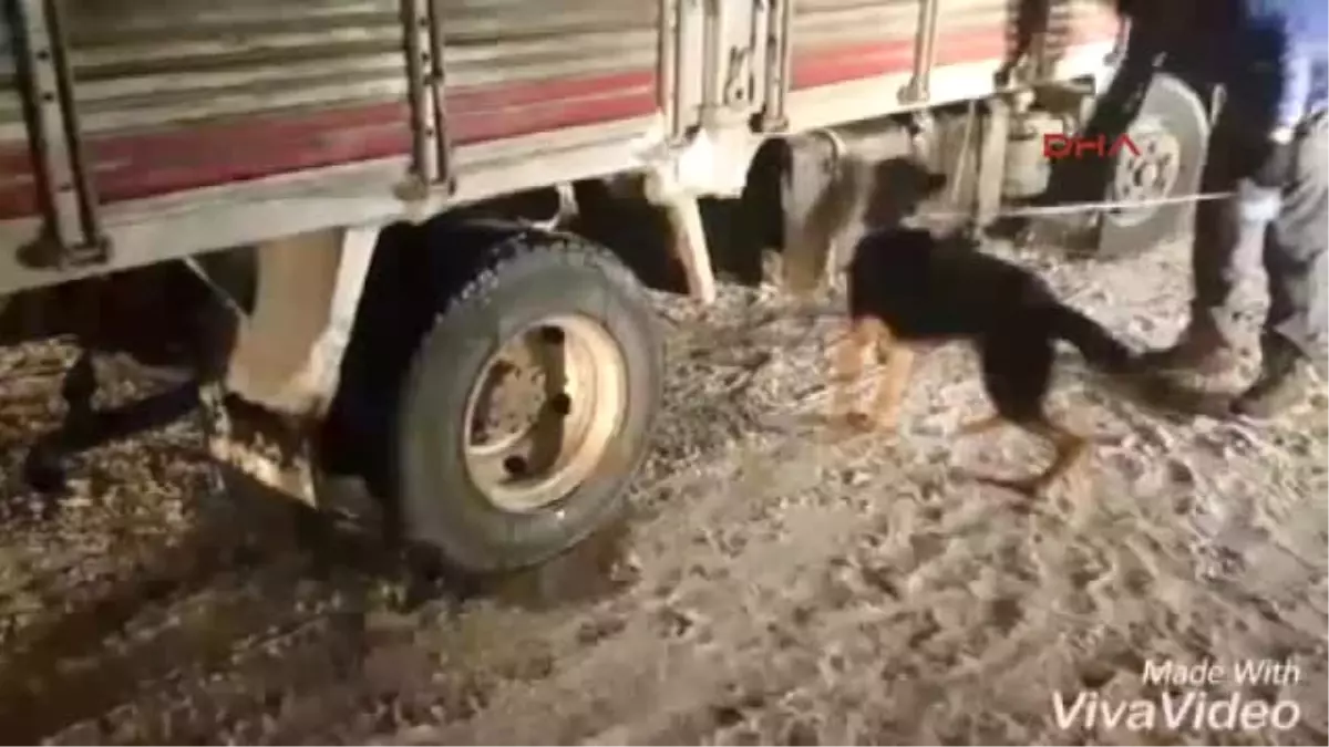 Van Özel Eğitimli Köpek \'Efes\' Ile Uyuşturucu Tacirlerine Darbe Vuruldu