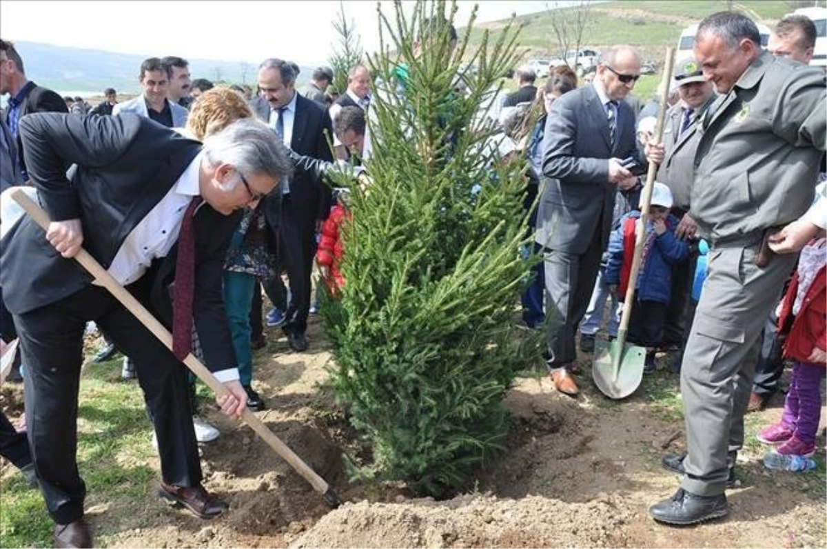 Yıl Başında Ağaç Kesme Fidan Dik