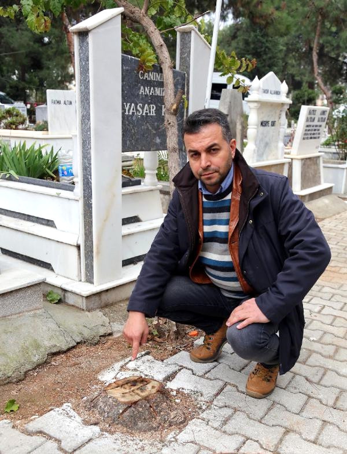 Annesinin Mezarına Vasiyeti Üzerine Diktiği Ağacı Kestiler