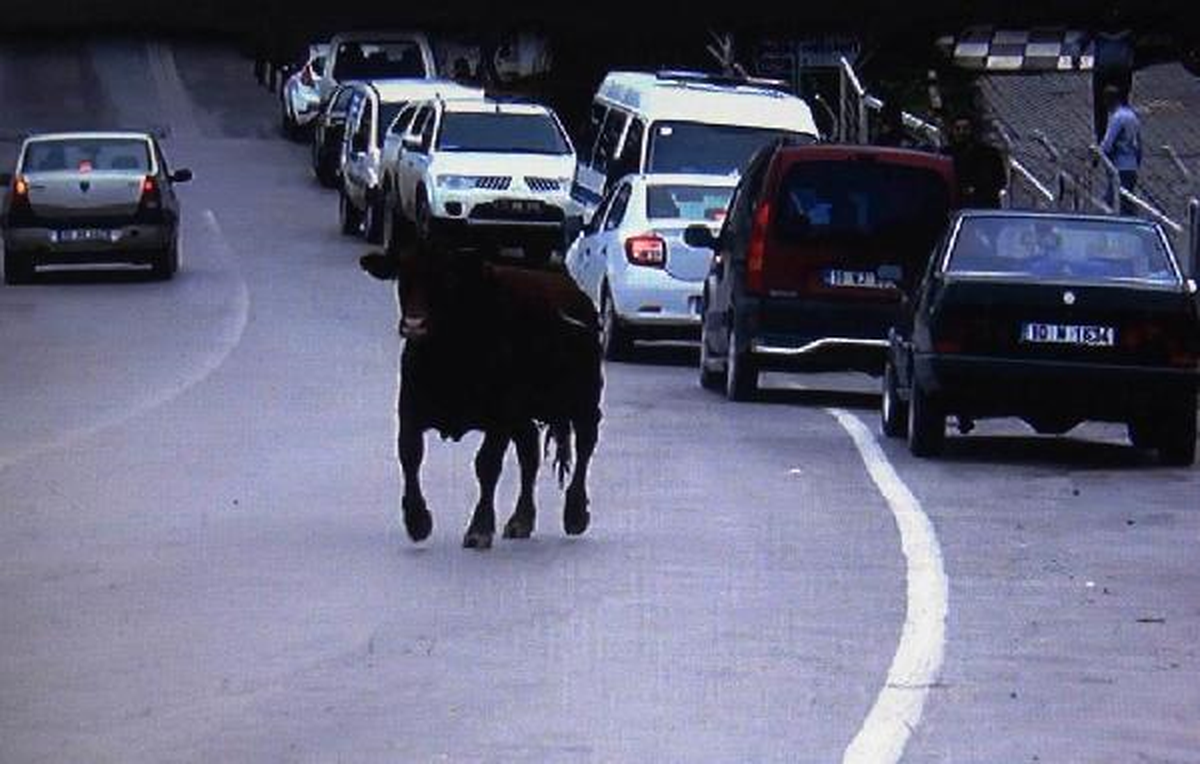 Gemiden Kaçan Angus 2 Saate Yakalandı