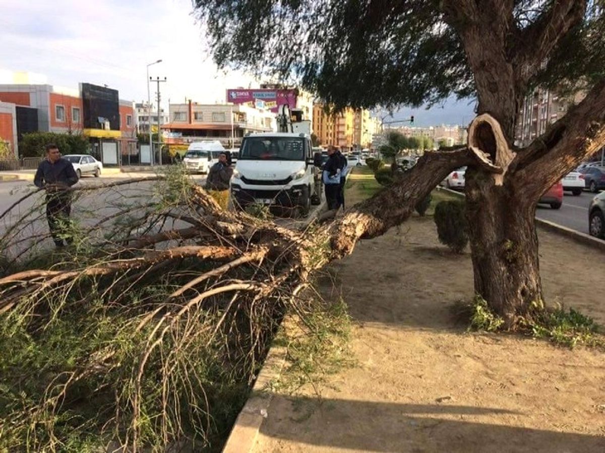 İskenderun\'da Fırtına Ağaçları Devirdi