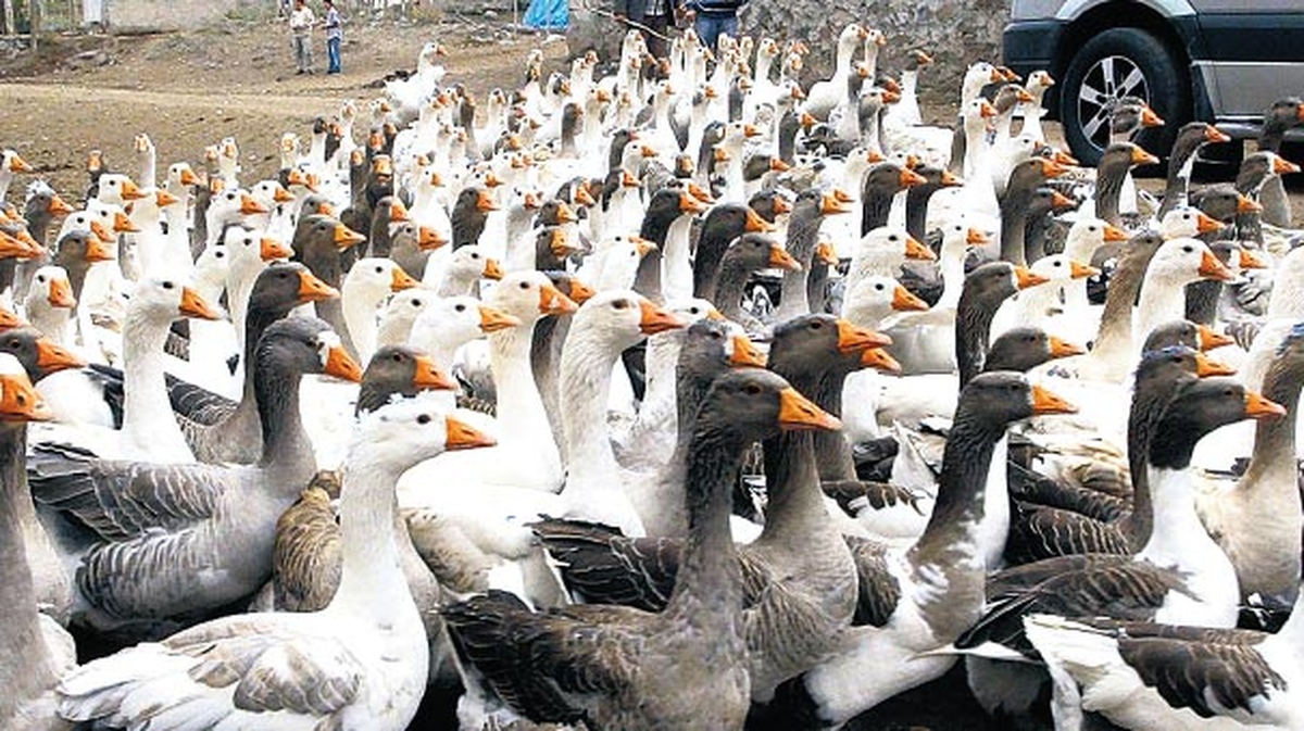 Kavak\'ta Yılbaşı Öncesi Kaz Pazarı Kuruldu
