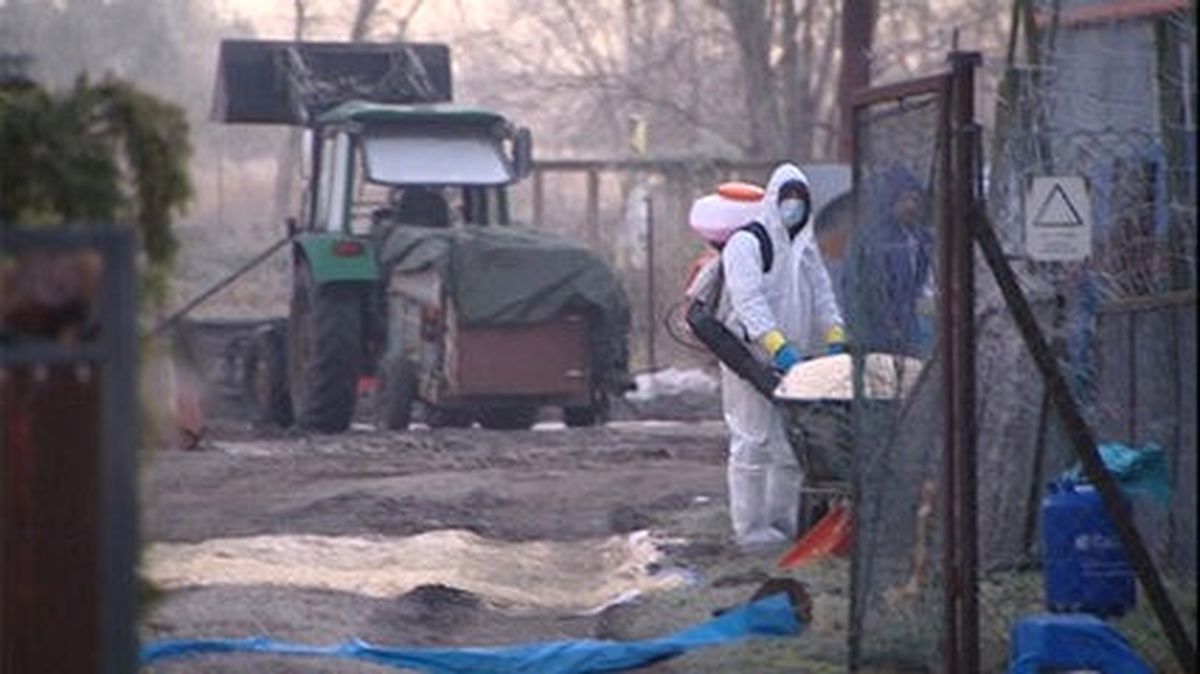 Polonya\'da Tavuk Çiftliklerinde H5n8 Virüsü