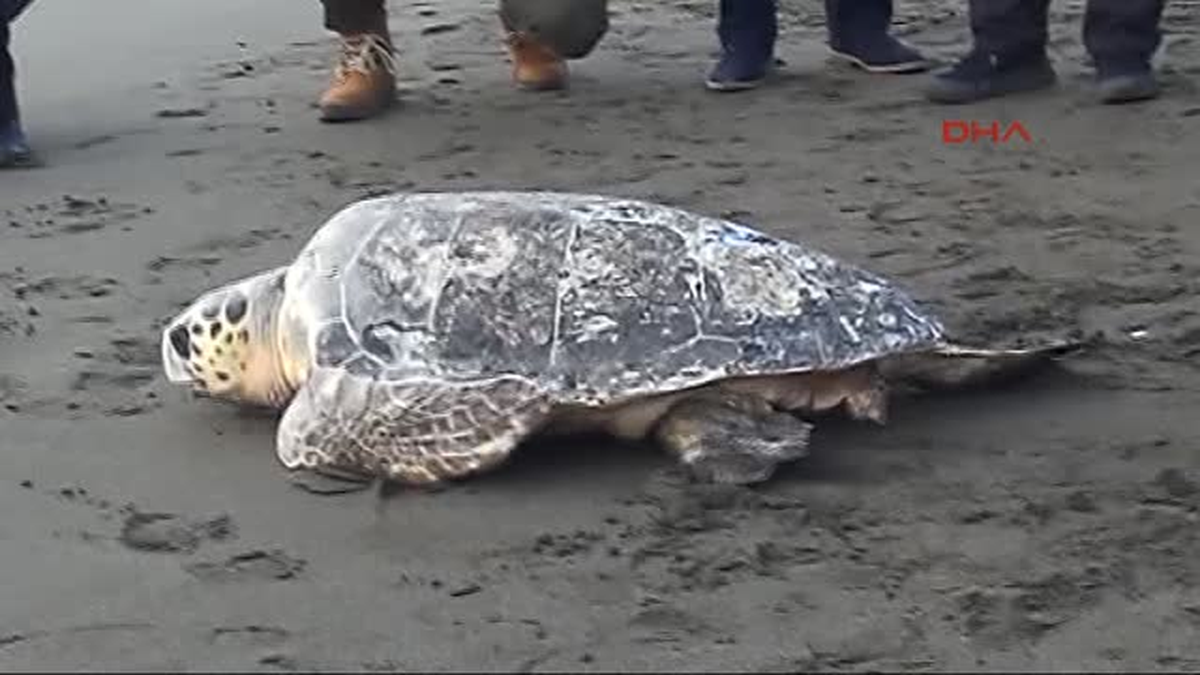 Tedavi Edilen 2 Kaplumbağa Denizle Buluştu