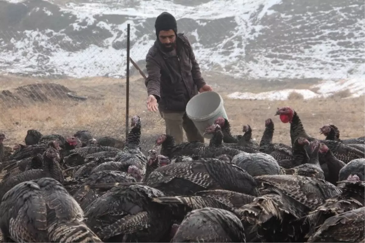 Yılbaşı Hindileri Elde Kaldı