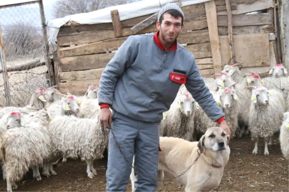 Çobanlık Aşkı Bekar Kalmayı Bile Göze Aldırdı