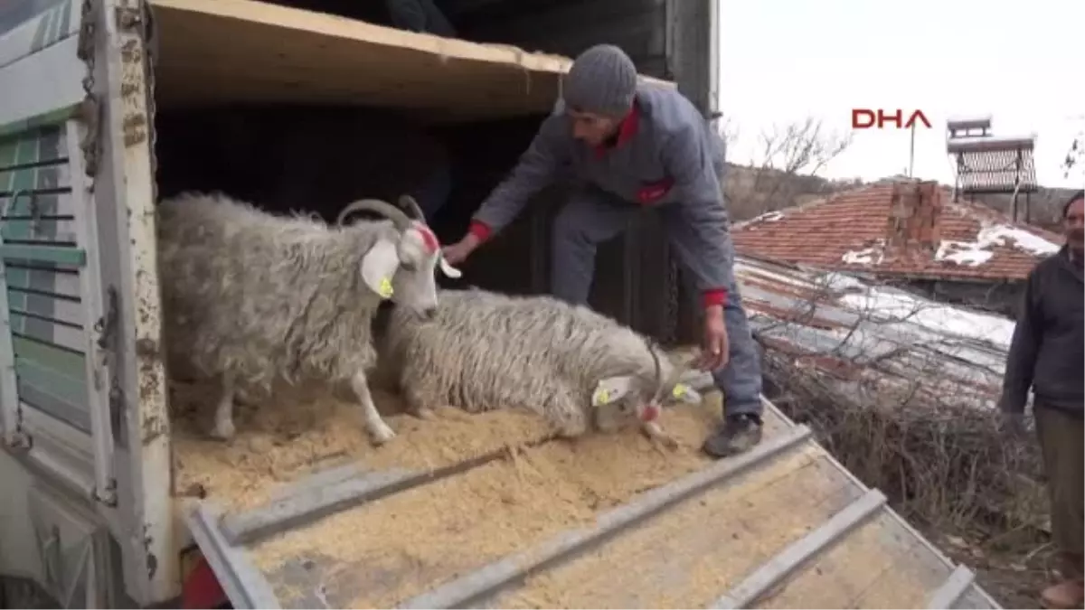 Cobanlık Askı Bekar Kalmayı Bıle Goze Aldırdı