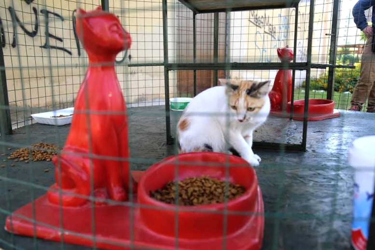 Çomü\'lü Öğrenciler "Kedi Evi" Hazırladı