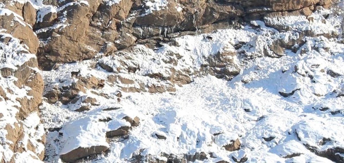 Hakkari\'de Dağ Keçileri Görüntülendi