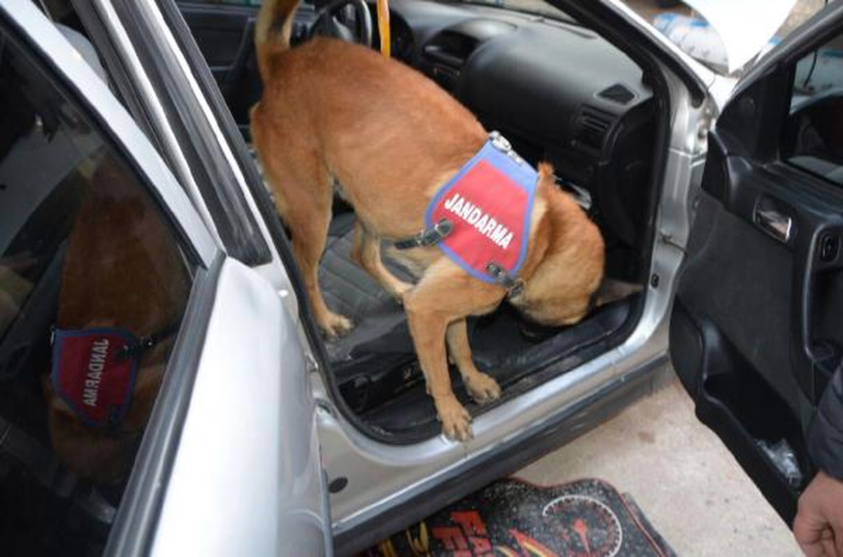 Jandarma Köpeği \'Evlat\' Otomobildeki Uyuşturucuyu Buldu (2) - Yeniden