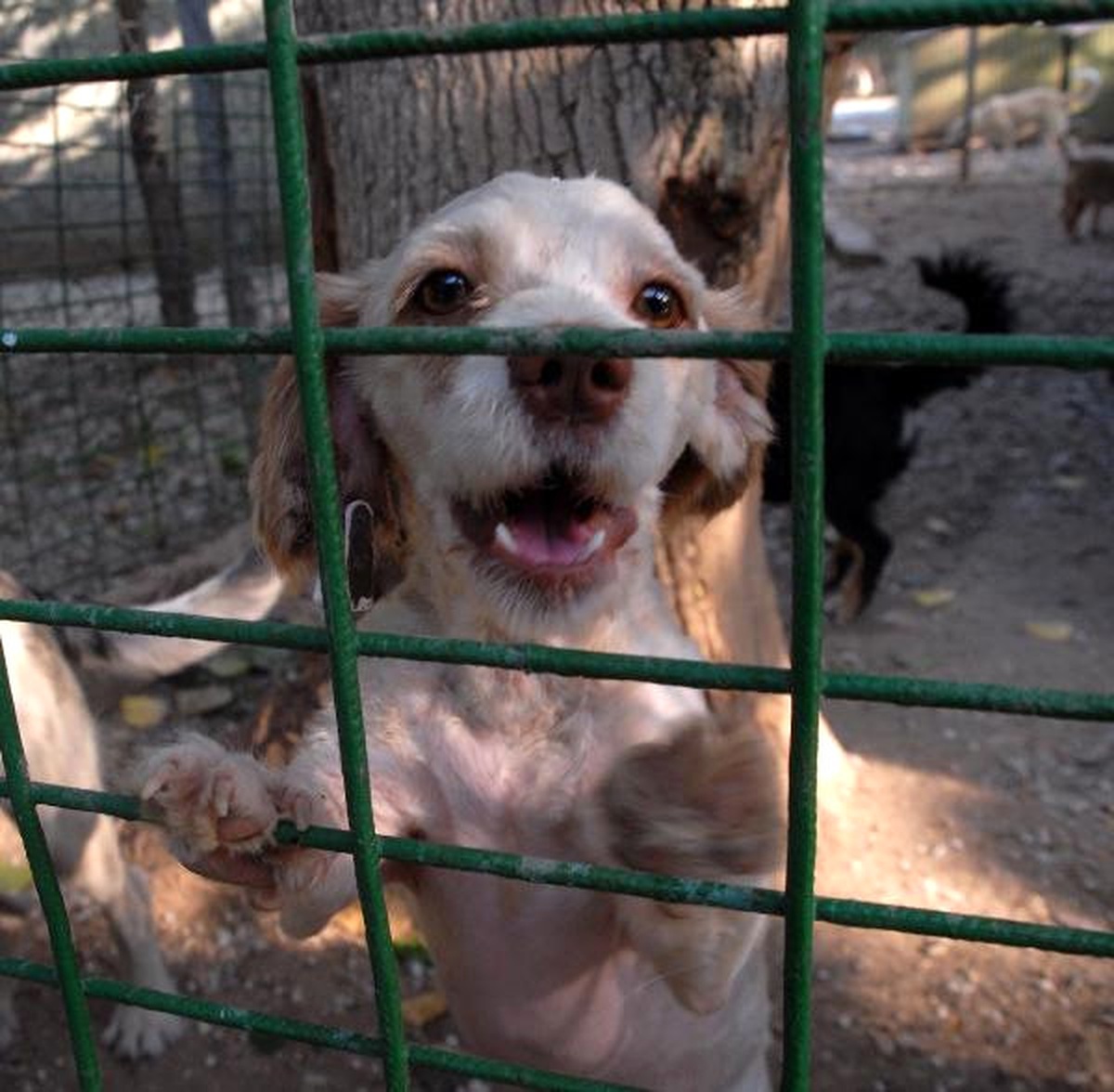 Kedi ve Köpekler Hediye Olmasın\'
