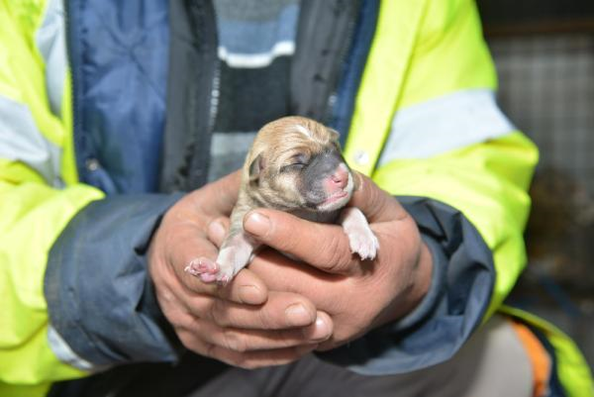 Sokak Köpeği ve 8 Yavrusuna Belediye Sahip Çıktı