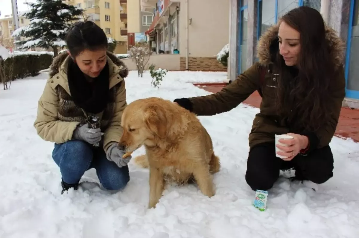 Aç Köpeği Elleri ile Beslediler