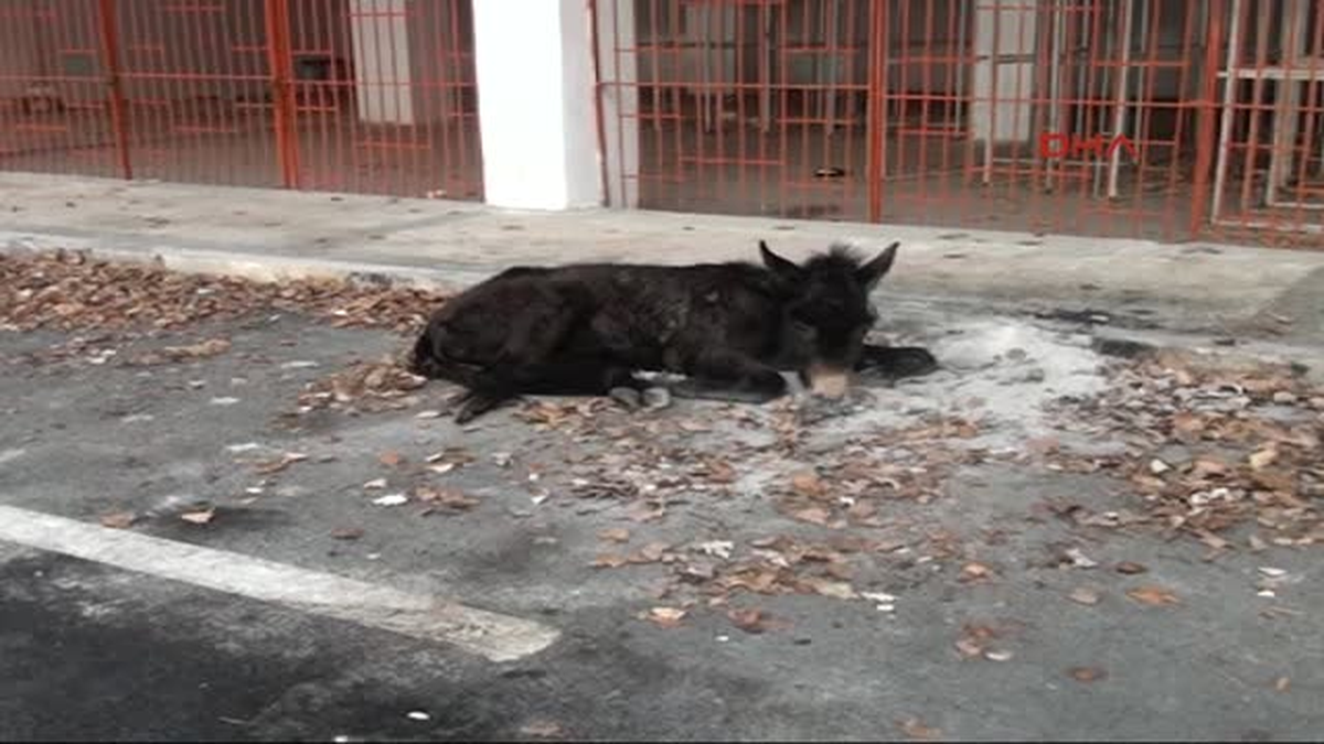 Edirne\'de Donmak Üzere Bulunan Katıra Belediye Sahip Çıktı