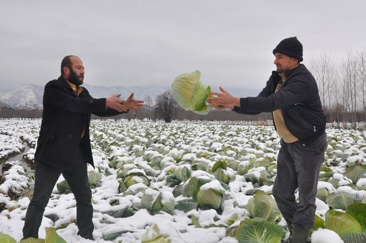 İnegöl\'de Soğuk Hasat