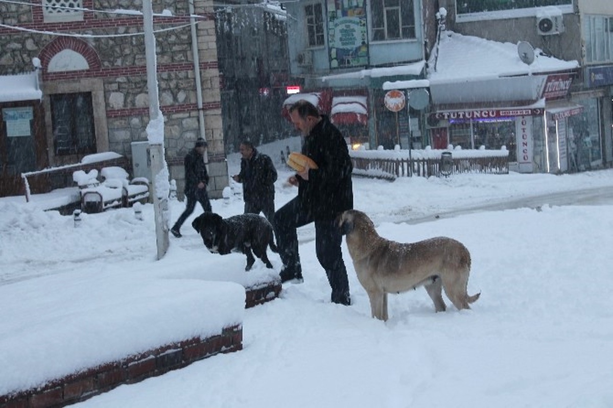 Tosya\'da Aç Kalan Sokak Köpeklerini Vatandaşlar Besledi