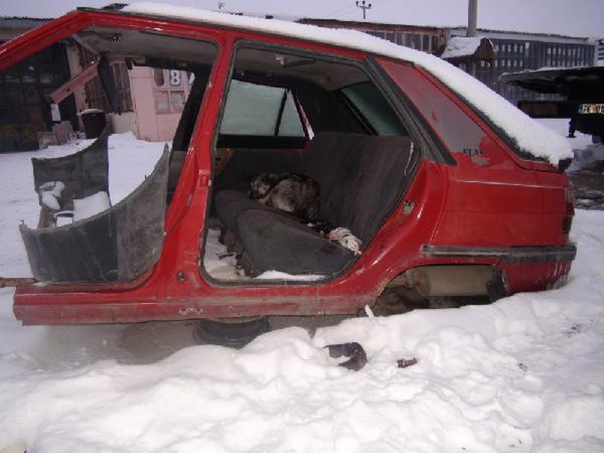 6 Yavru Köpek Soğuk Havaya Dayanamadı