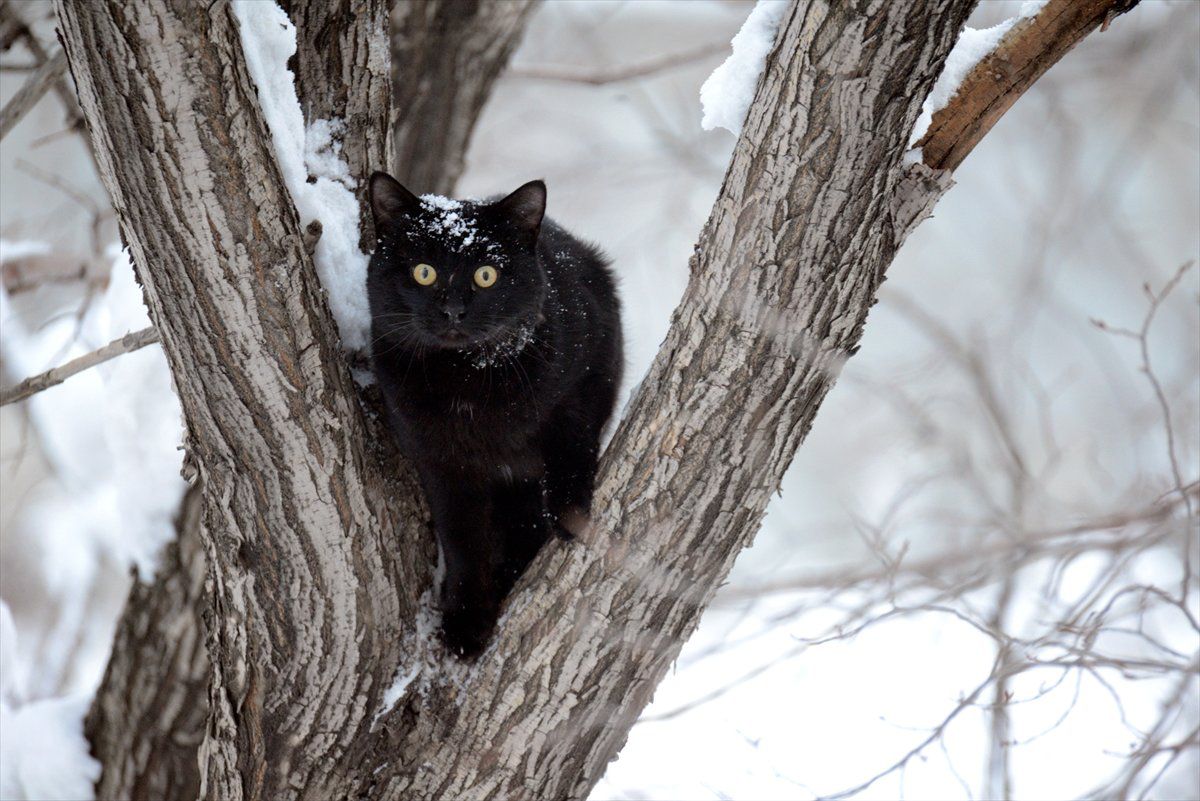 Ağaçta Mahsur Kalan Kedi İçin İtfaiye Ekipleri Seferber Oldu