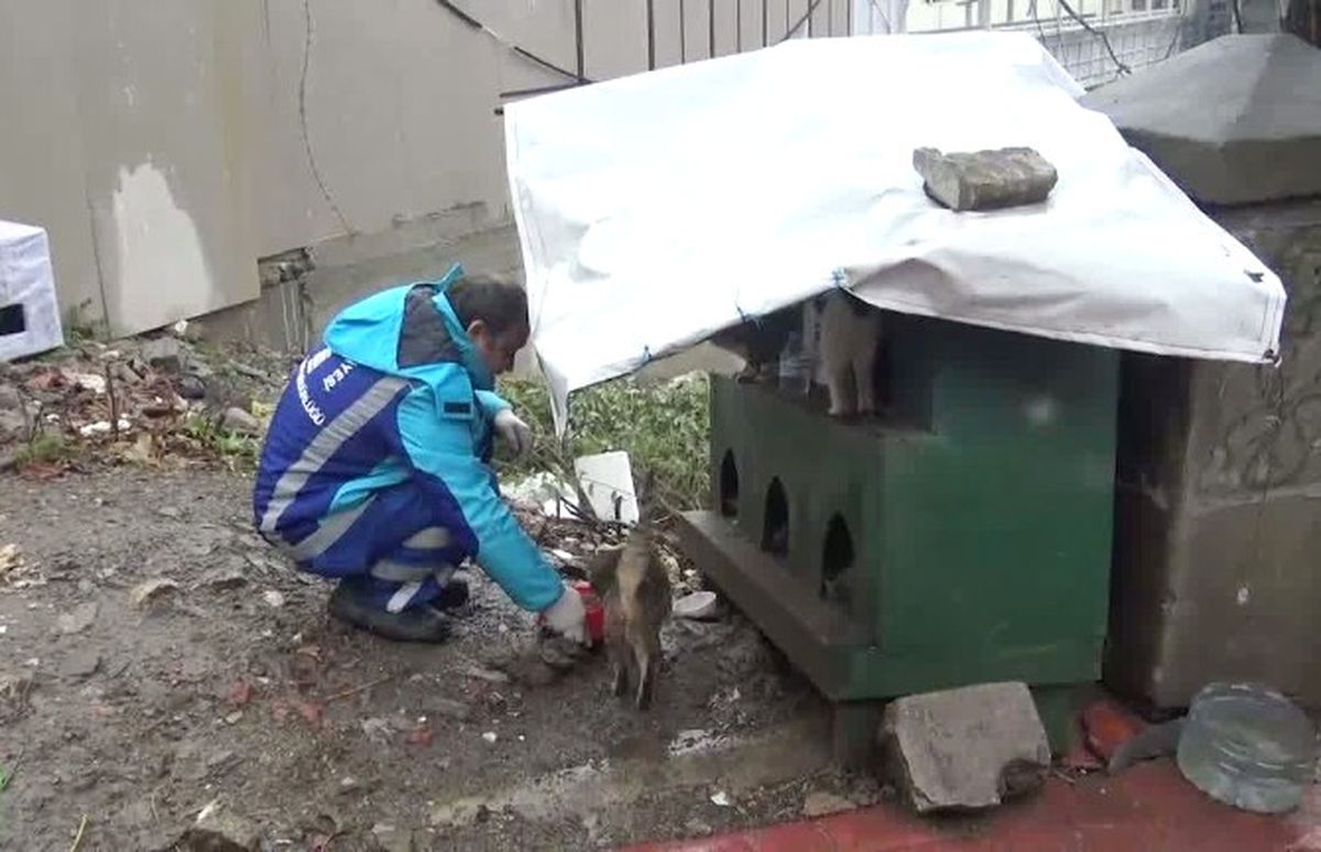 Beyoğlu\'nda Sokak Hayvanları Aç Kalmayacak