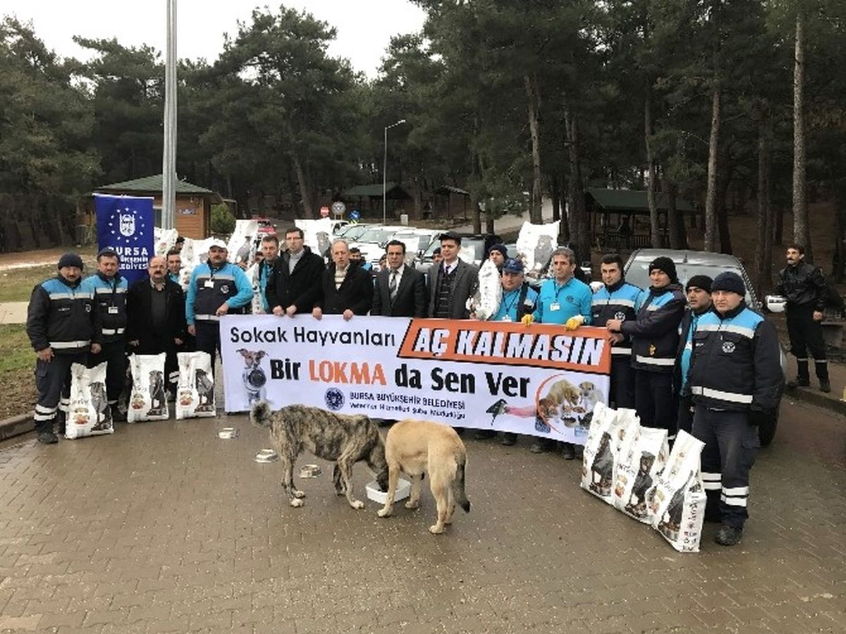 Bursa\'da Sokak Hayvanlarına Büyükşehir Şefkati