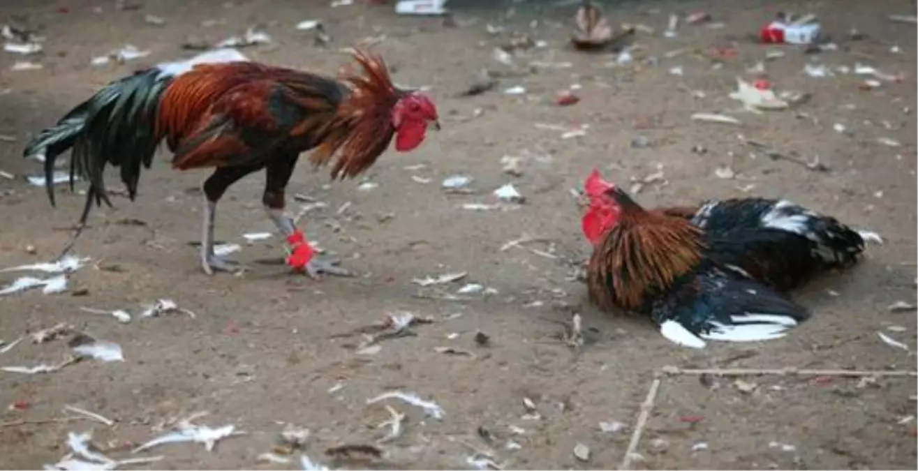 Hayvanları Koruma Derneğinde Horoz Dövüşü İddiası