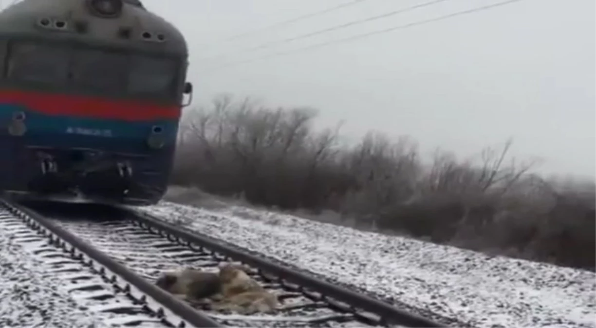 Vefalı Köpek, Tren Altında Kalan Arkadaşını 2 Gün Boyunca Korudu