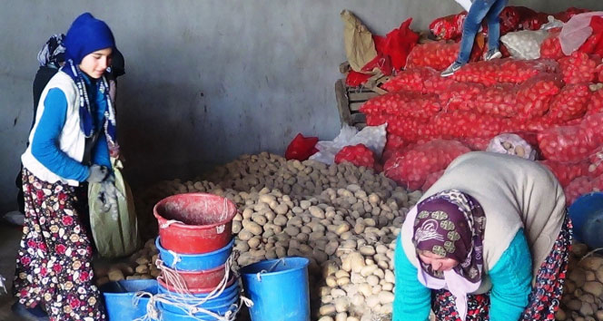 Patates Üreticilerinin Yüzü Gülüyor