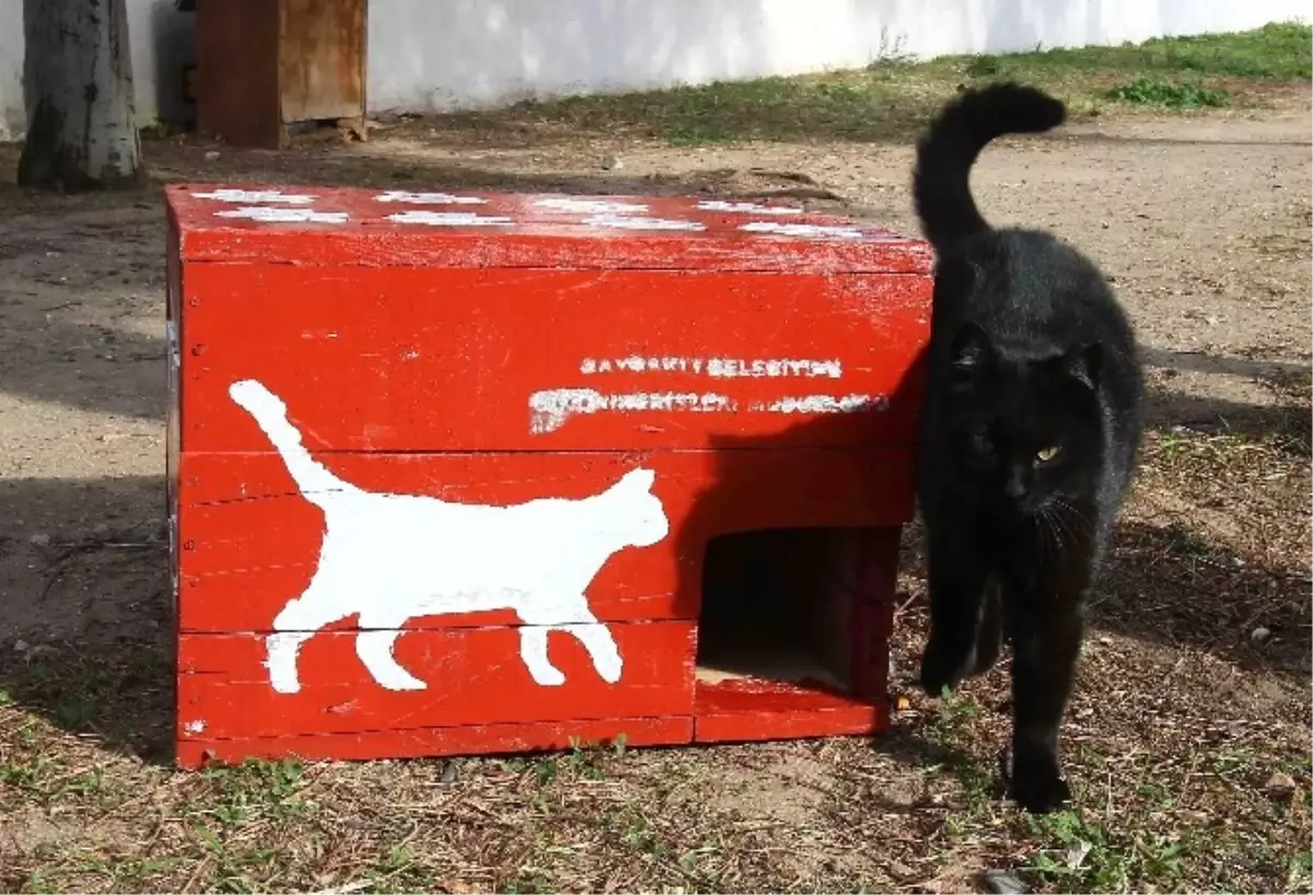 Seçim Sandıkları, Kedi Evi Oldu