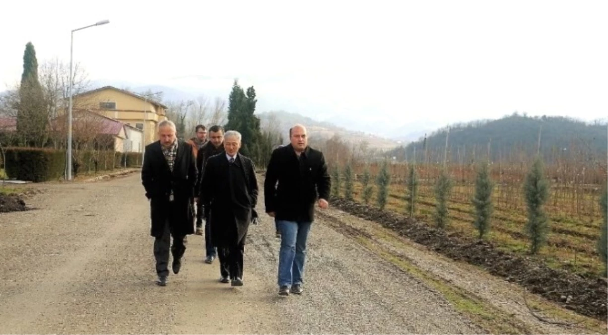 Zonguldak\'ta Ginseng Potansiyel Deneme Sahaları Tespit Edildi
