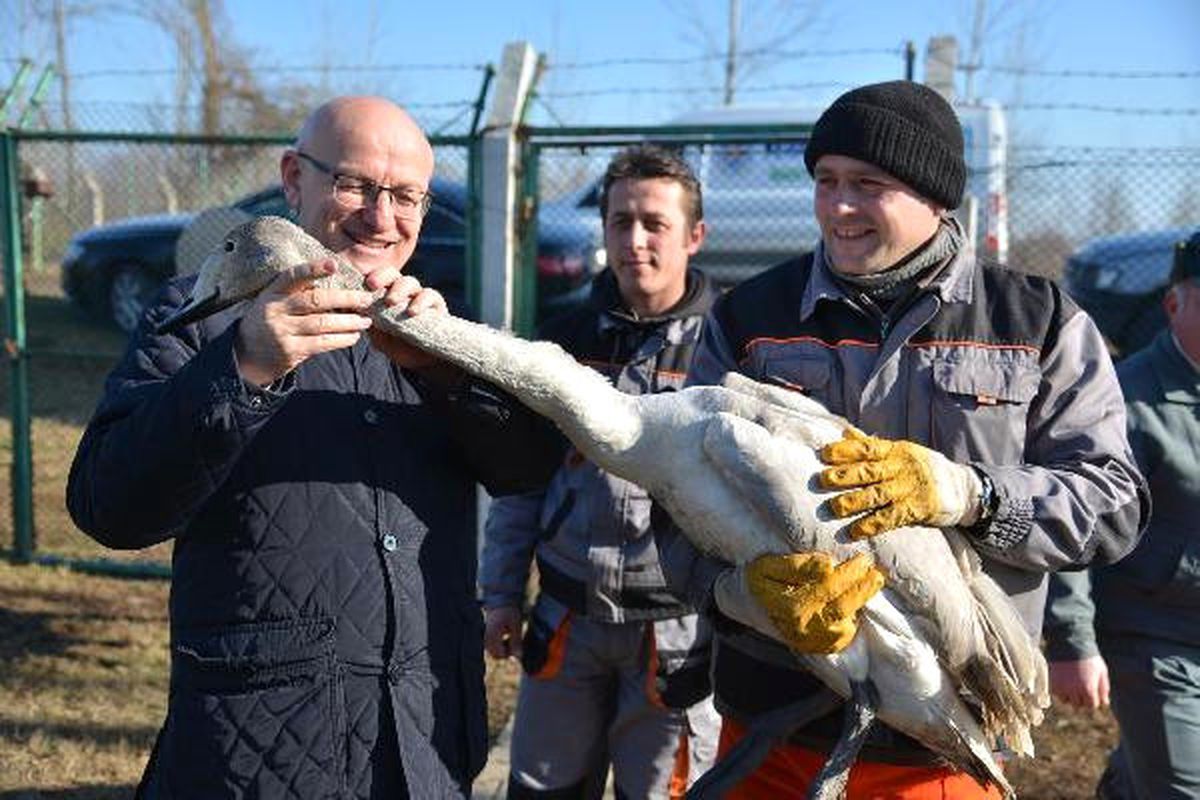 Avcılar Tarafından Vurulan Kuğu, Tedavi Altına Alındı