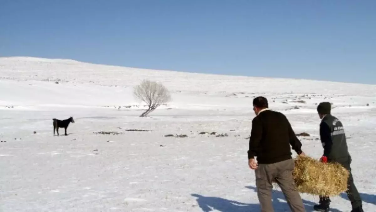 Kahramanmaraş\'ta Hayvanlar İçin Doğaya Yem Bırakıldı