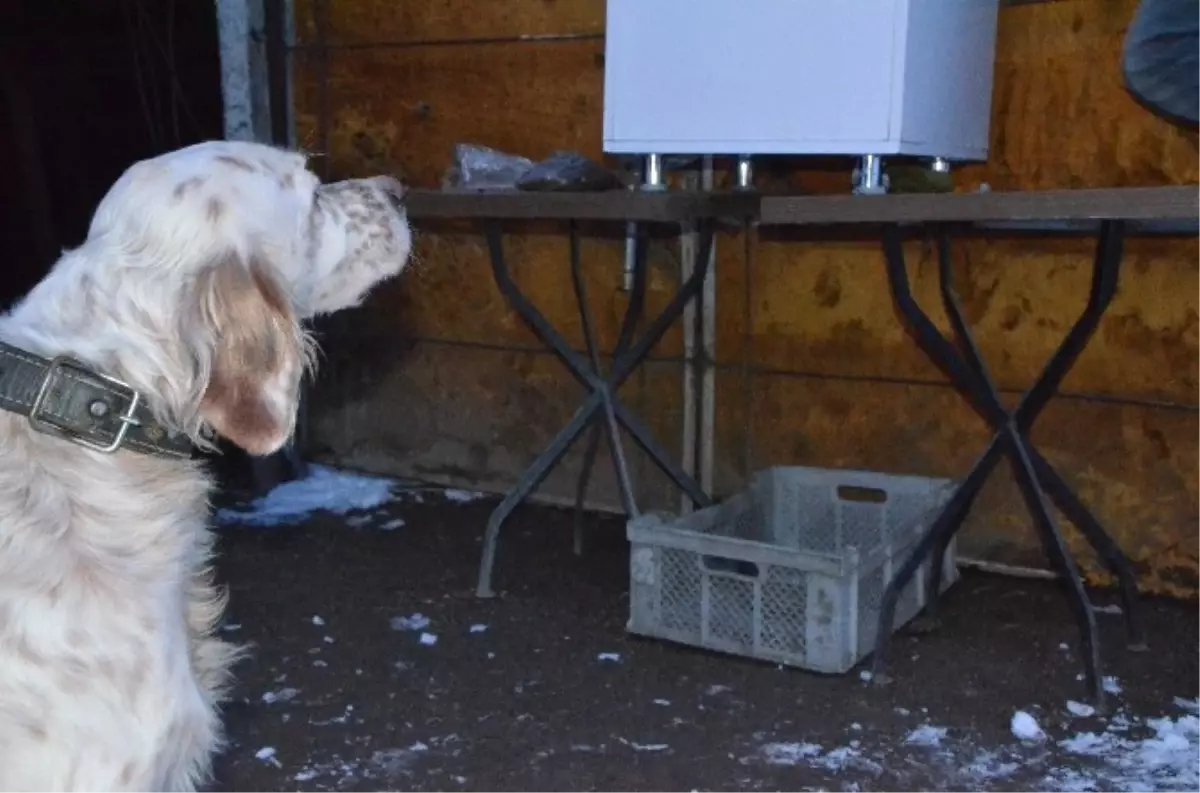 "Köpeği Aç Kalmasın" Diye Zaman Ayarlı Köpeğe Mama Veren Makine Yaptı