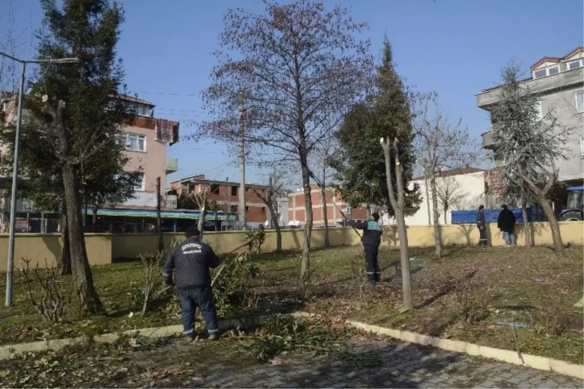 Körfez Belediyesi Ağaçlara Kış Budaması Yapıyor