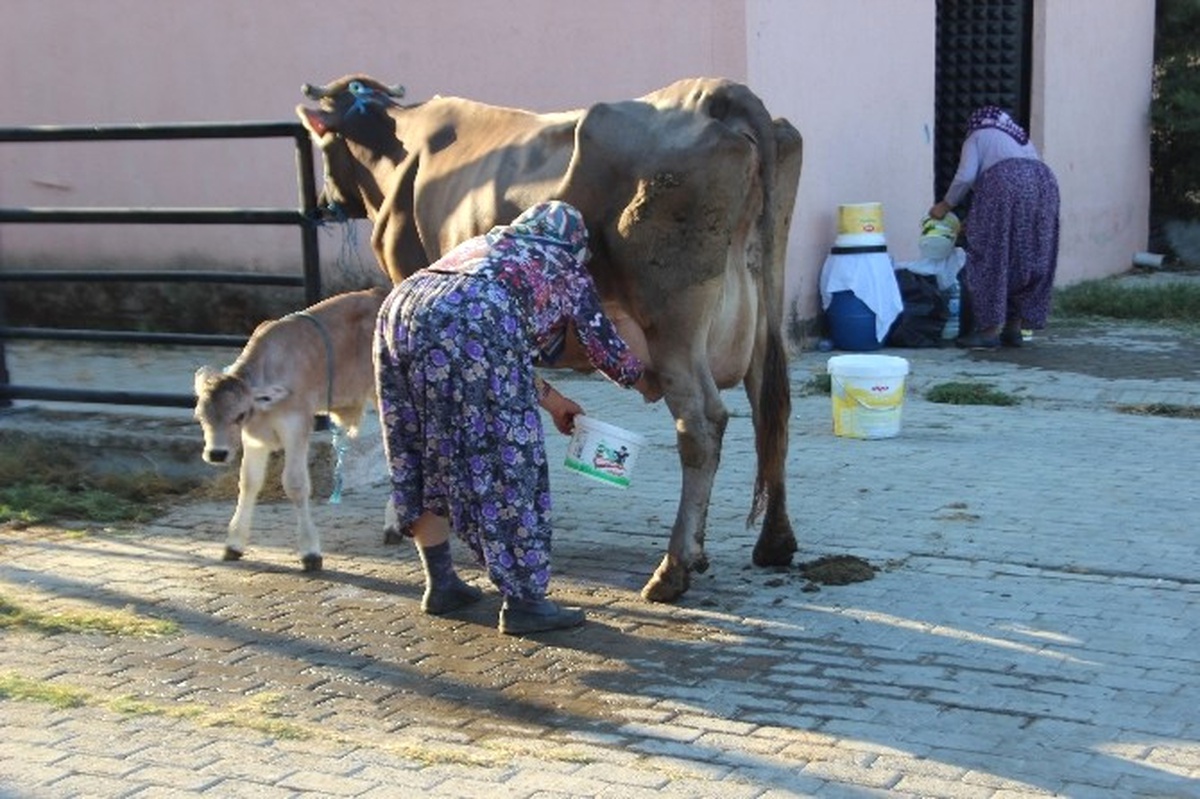 Pazarın Tüm İnekleri Esma Teyze\'den Soruluyor