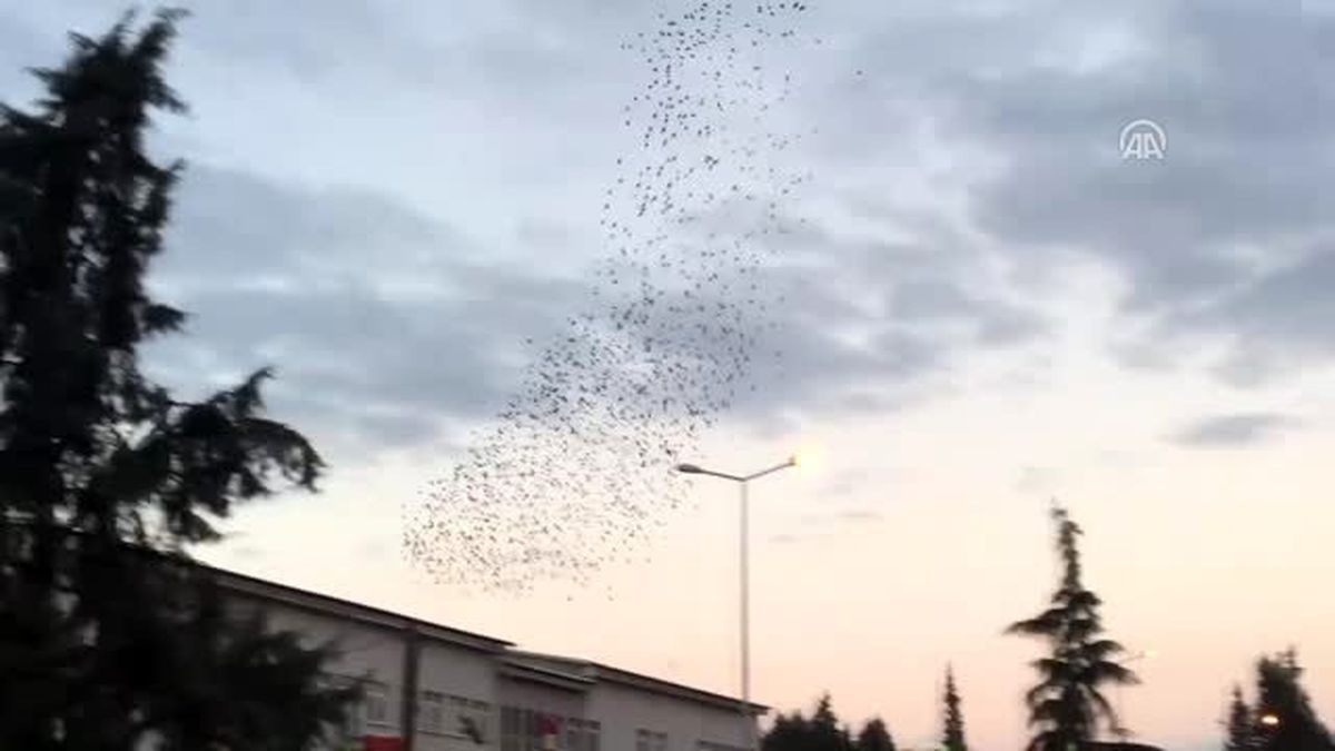 Sakarya\'da Sığırcık Kuşlarının "Dansı"