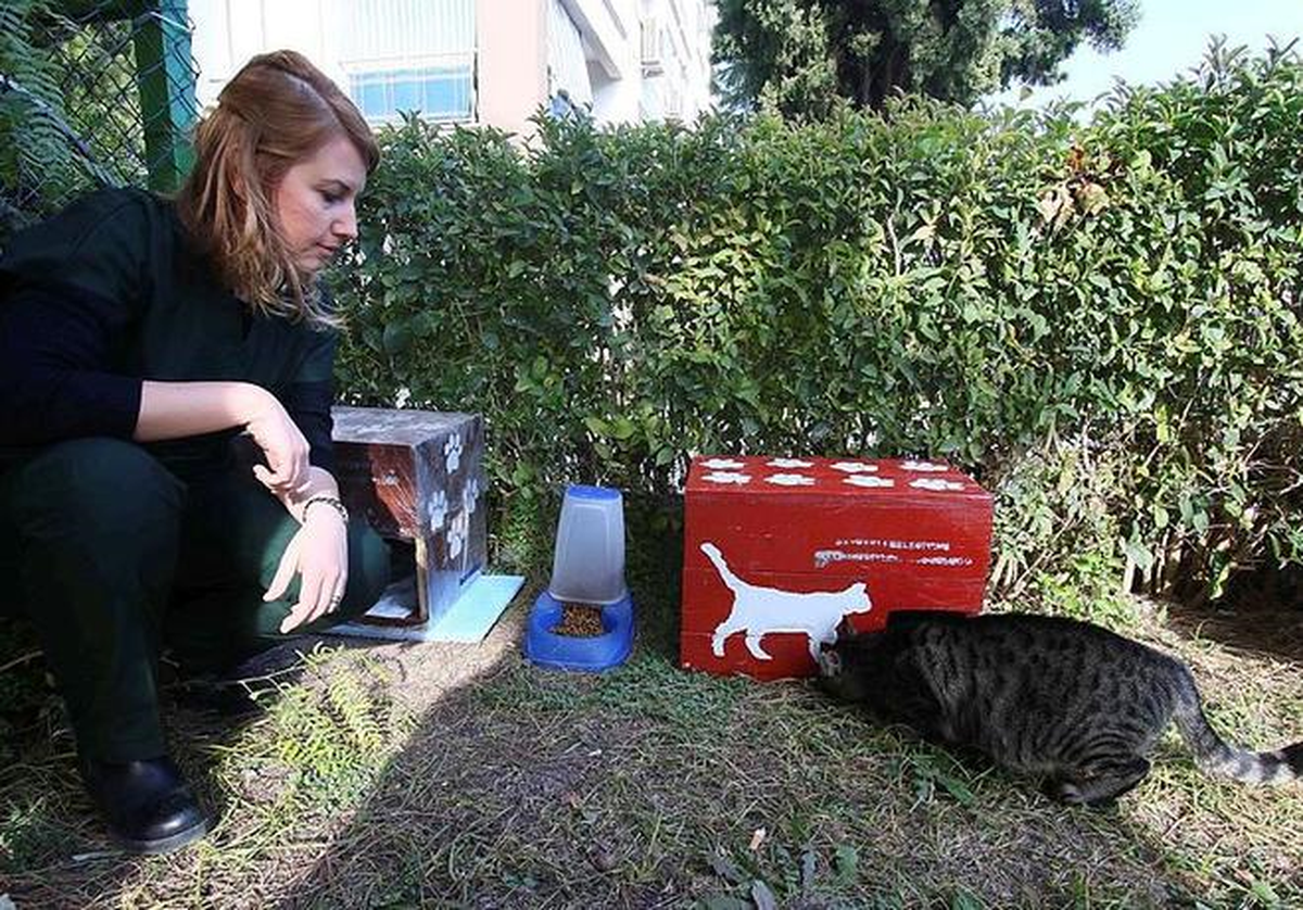 Seçim Sandıkları Sokak Hayvanlarına Yuva Oldu
