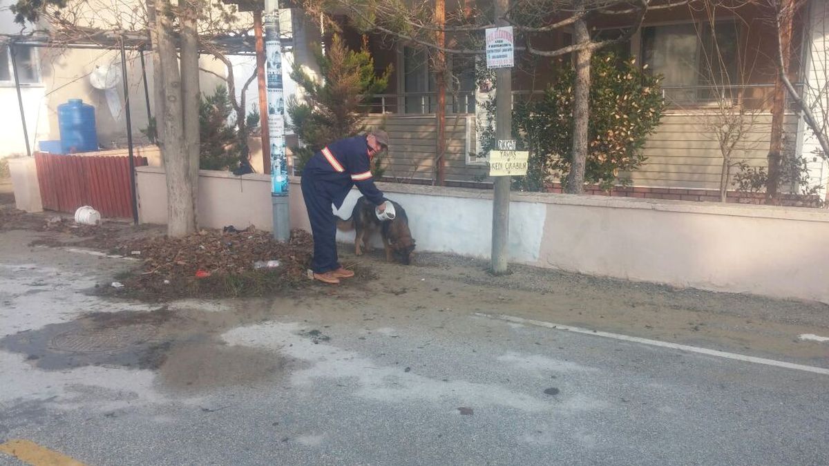 Belediye Sahillerdeki Sokak Hayvanlarını Unutmadı