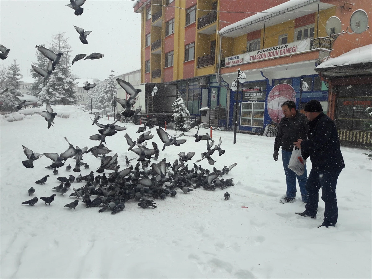 Bolu\'da Hayvanlara Yem Bırakıldı