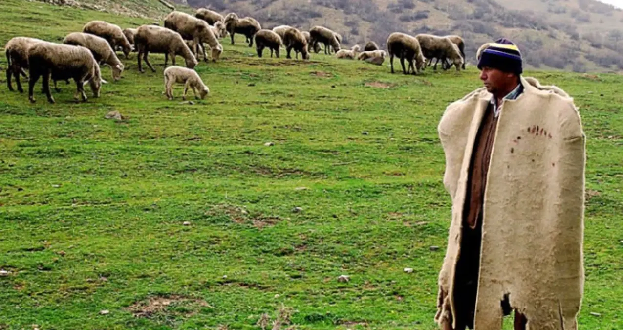 Çorum Valisi: Çoban İthal Edeceğiz